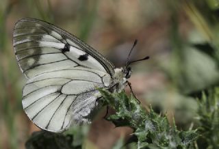 Dumanl� Apollo&nbsp;(Parnassius&nbsp;mnemosyne)