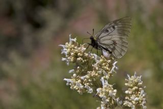 Dumanl Apollo (Parnassius mnemosyne)