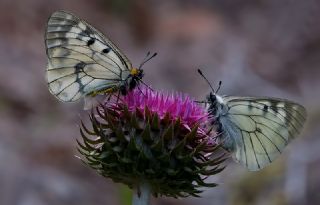 Dumanl Apollo (Parnassius mnemosyne)