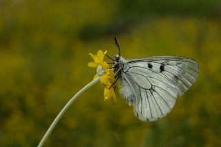 Dumanl Apollo (Parnassius mnemosyne)