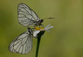 Al Beyaz (Aporia crataegi)