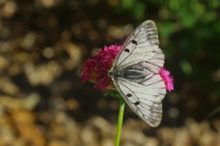 Dumanl� Apollo&nbsp;(Parnassius&nbsp;mnemosyne)