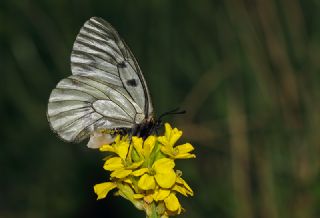 Dumanl Apollo (Parnassius mnemosyne)