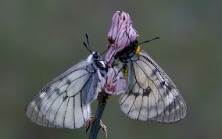 Dumanl Apollo (Parnassius mnemosyne)