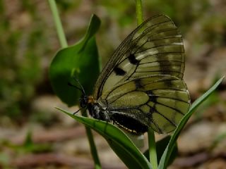 Dumanl Apollo (Parnassius mnemosyne)