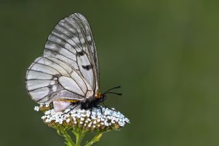 Dumanl Apollo (Parnassius mnemosyne)