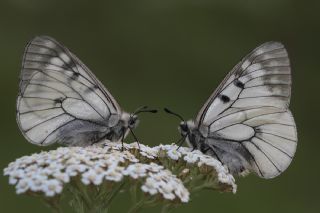 Dumanl Apollo (Parnassius mnemosyne)