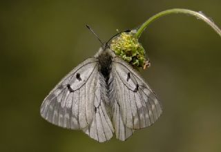 Dumanl Apollo (Parnassius mnemosyne)