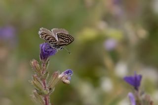 Balkan Kaplan (Tarucus balkanicus)