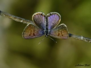 Balkan Kaplan (Tarucus balkanicus)