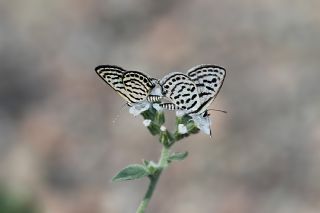 Balkan Kaplan (Tarucus balkanicus)