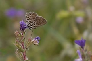 Balkan Kaplan (Tarucus balkanicus)