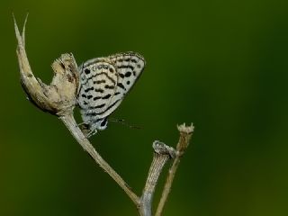 Balkan Kaplan (Tarucus balkanicus)