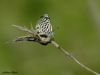 Balkan Kaplan (Tarucus balkanicus)