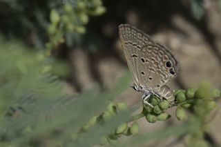 Akdeniz Mcevher Kelebei (Chilades galba)