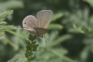 Akdeniz Mcevher Kelebei (Chilades galba)