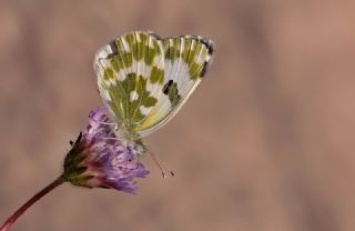 Yeni Beneklimelek (Pontia edusa)