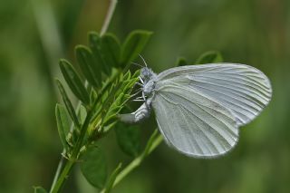 Narin Orman Beyaz�&nbsp;(Leptidea&nbsp;sinapis)