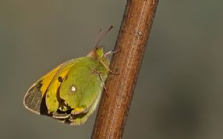 Sar Azamet (Colias croceus)