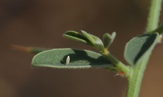 Sar Azamet (Colias croceus)