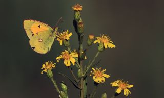 Sar Azamet (Colias croceus)