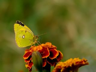 Sar� Azamet&nbsp;(Colias&nbsp;croceus)