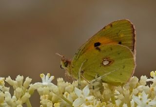 Sar Azamet (Colias croceus)