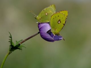 Sar Azamet (Colias croceus)