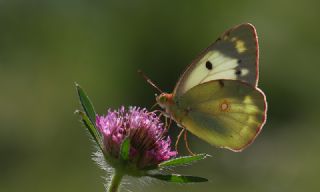 Sar Azamet (Colias croceus)