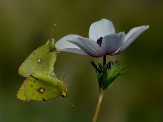 Sar Azamet (Colias croceus)