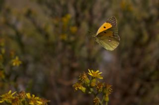 Sar Azamet (Colias croceus)