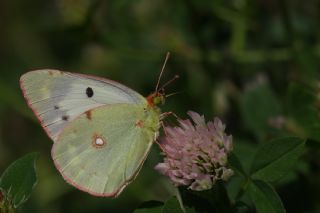 Sar Azamet (Colias croceus)