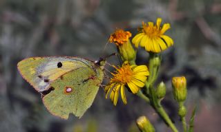 Sar Azamet (Colias croceus)