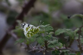 Da� Oykl�s��&nbsp;(Euchloe&nbsp;ausonia)