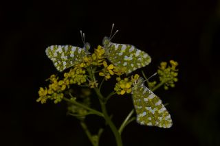 Da Oykls (Euchloe ausonia)