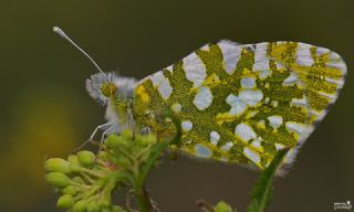 Da Oykls (Euchloe ausonia)