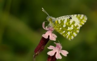 Da Oykls (Euchloe ausonia)