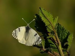 Da Oykls (Euchloe ausonia)