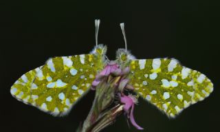 Da Oykls (Euchloe ausonia)