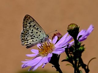 sli Bakr Gzeli (Lycaena tityrus)