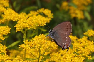 Byk Sevbeni (Satyrium ilicis)