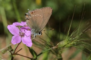 Mavi Benekli Sevbeni (Satyrium zabni)