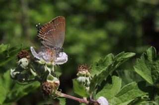 Byk Sevbeni (Satyrium ilicis)