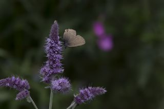 Byk Sevbeni (Satyrium ilicis)
