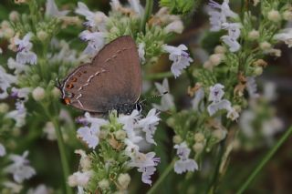 Mavi Benekli Sevbeni (Satyrium zabni)