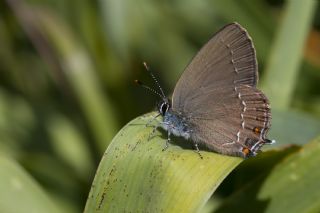 Mavi Benekli Sevbeni (Satyrium zabni)