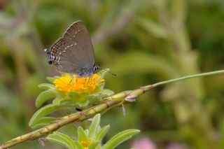 Mavi Benekli Sevbeni (Satyrium zabni)