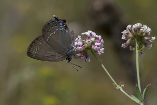 Mavi Benekli Sevbeni (Satyrium zabni)