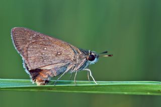 Beyaz illi Kara Zpzp (Pelopidas  thrax)