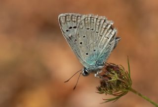 okgzl Dafnis (Polyommatus daphnis)